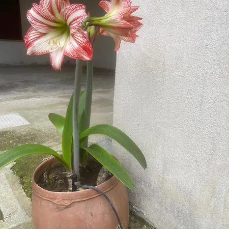 Apartment Gli Agrumi Di Nonna Peppina - Arance *